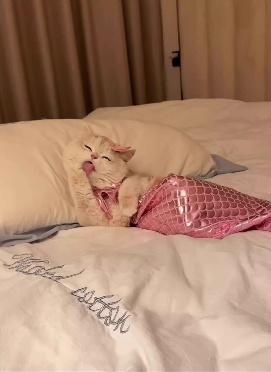 4896